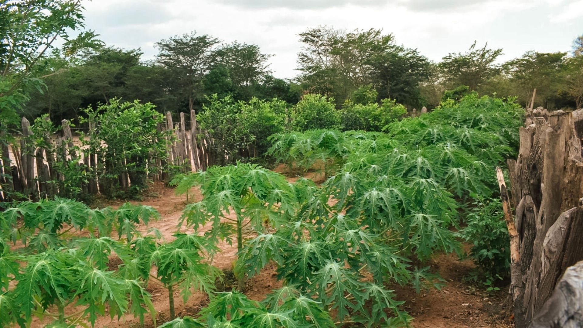 Cultivo-de-Papaya-1