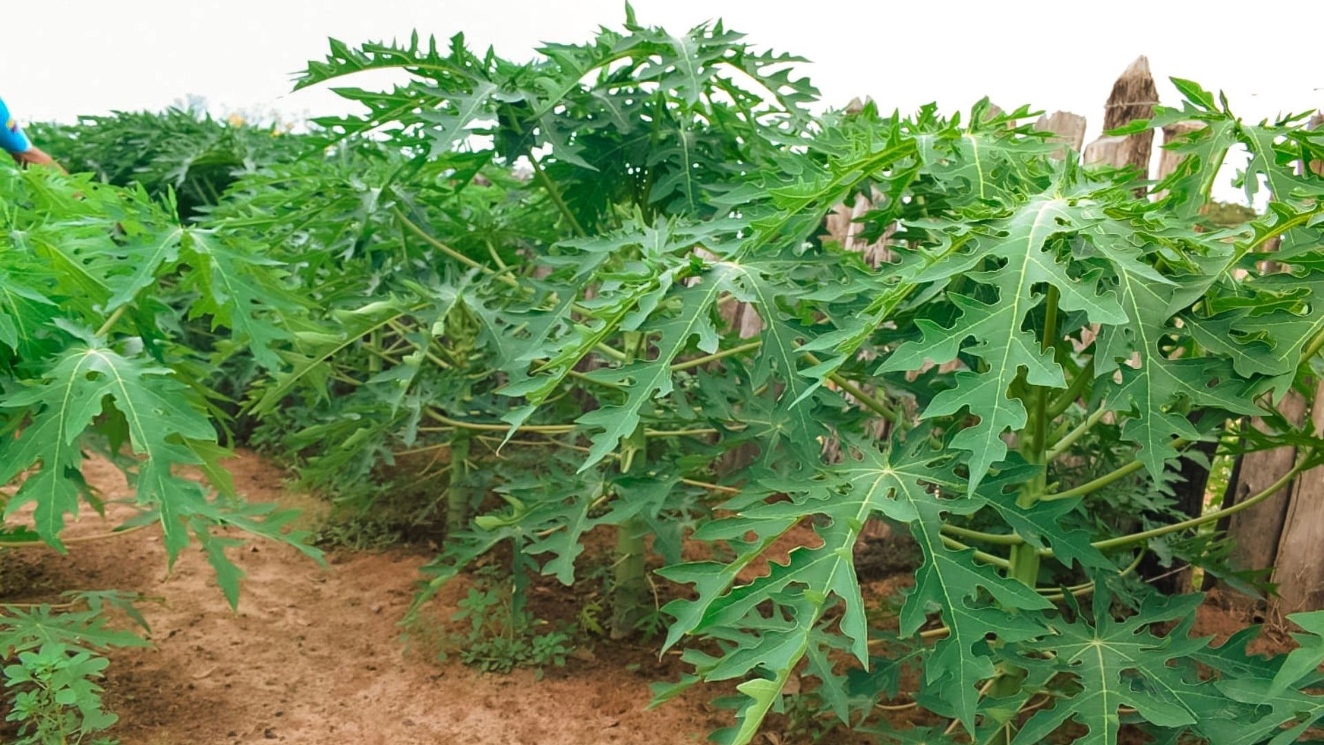 Cultivo-de-Papaya