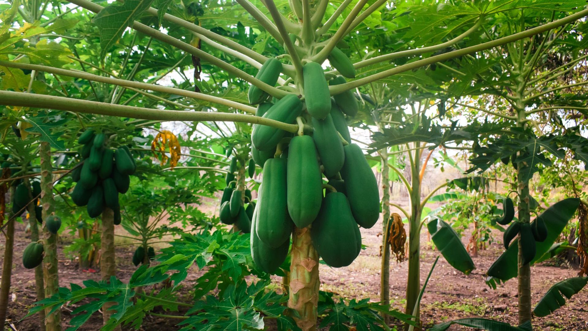 Papaya-1